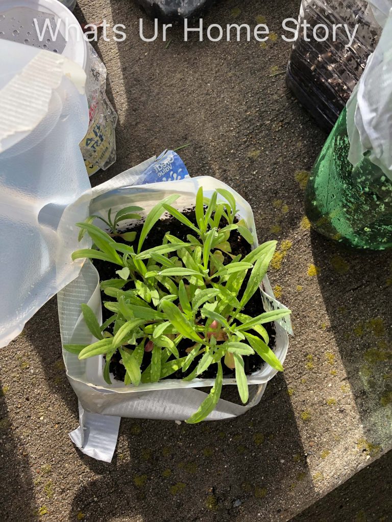 Winter Sowing Success 2019