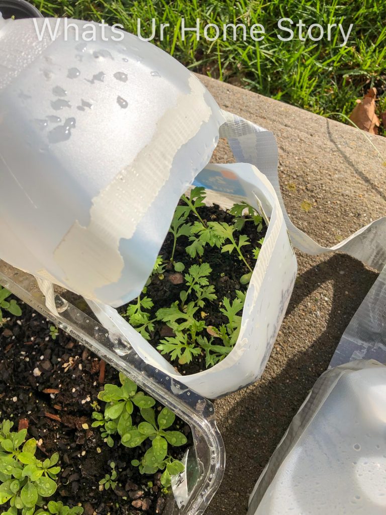 Winter Sowing Success 2019