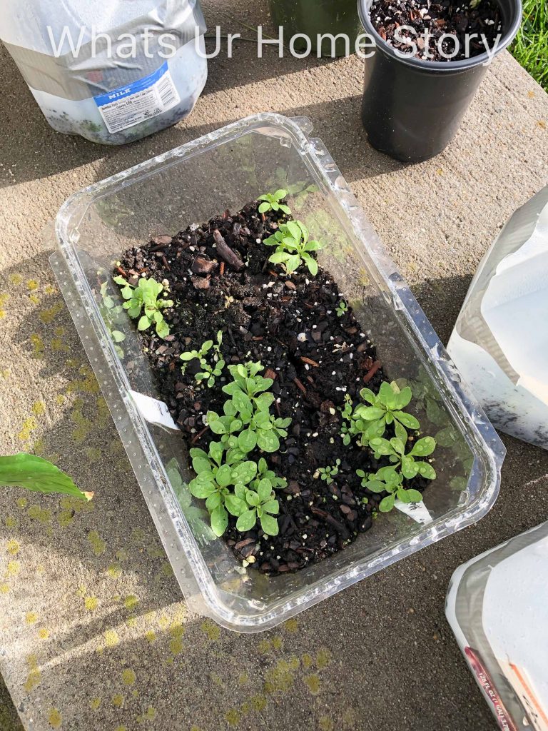 Winter Sowing Success   2019