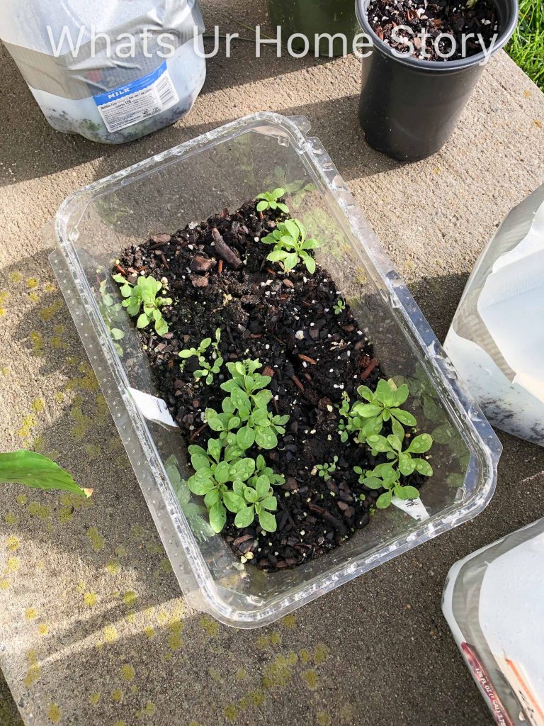 Winter Sowing Success 2019