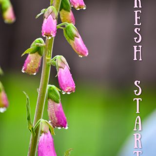 New Year Fresh start image- foxglove