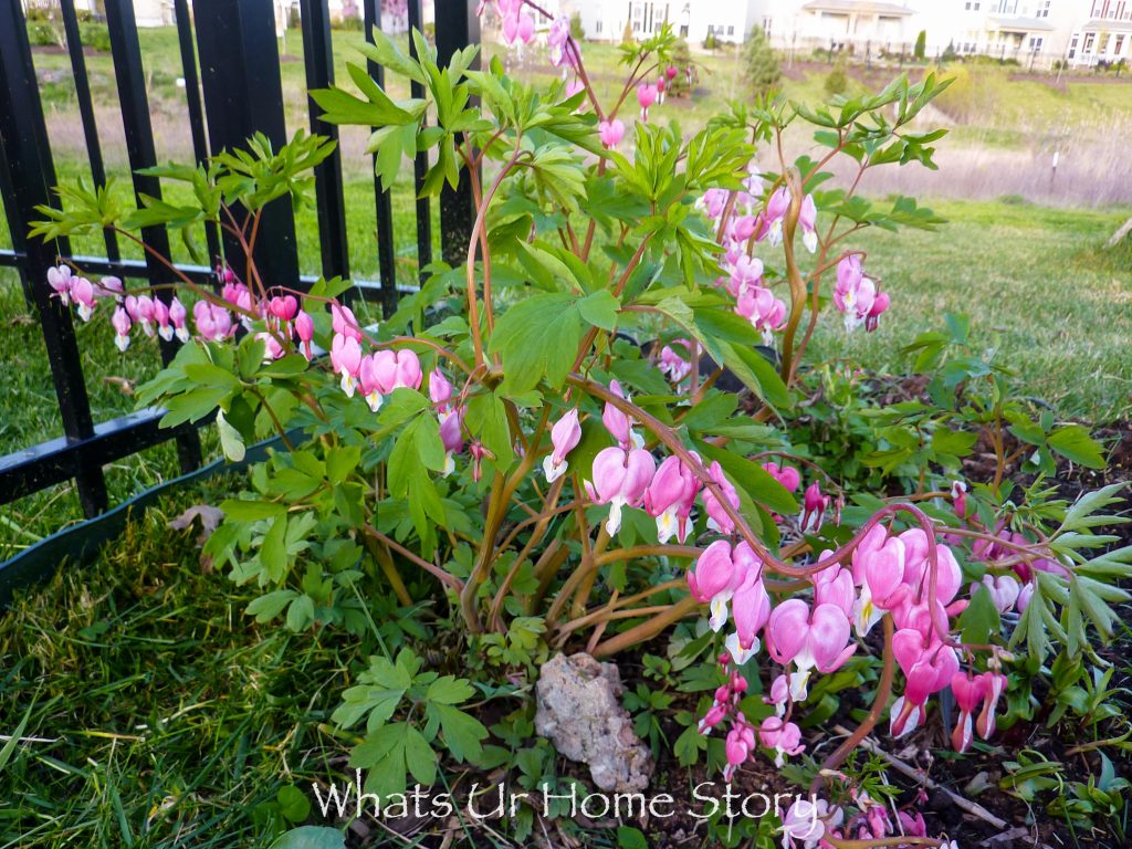 10 Best Perennials for Shade