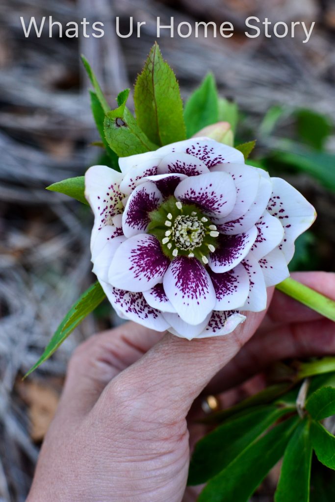 10 Best Perennials for Shade