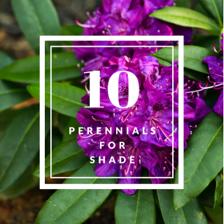 Perennials for shade