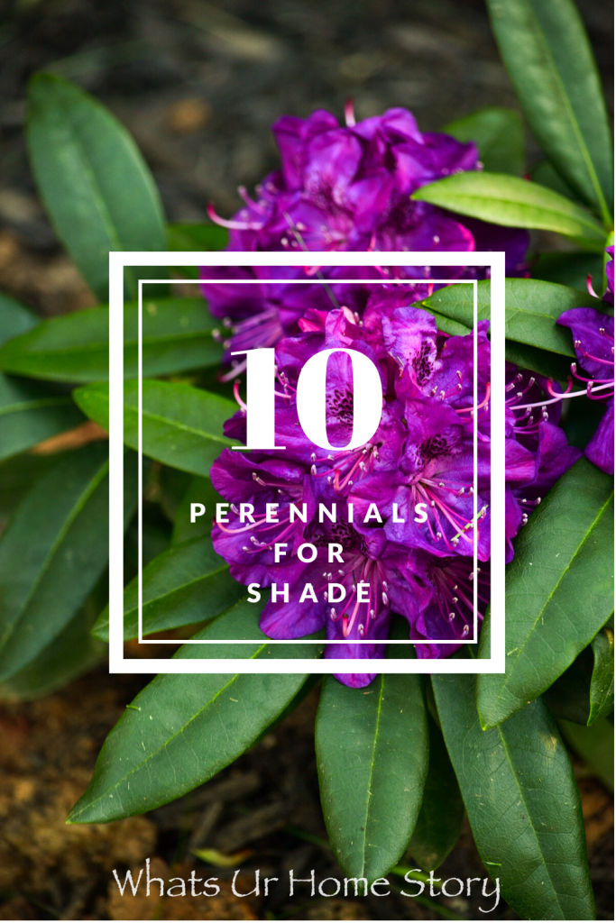 10 Best Perennials for Shade