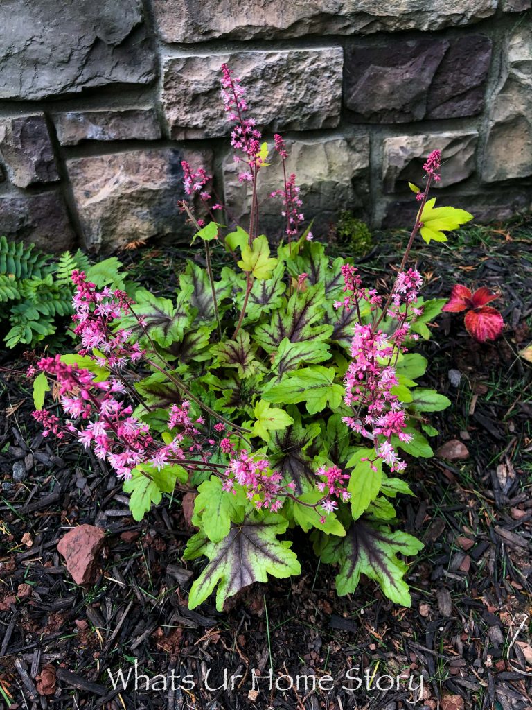 10 Best Perennials for Shade