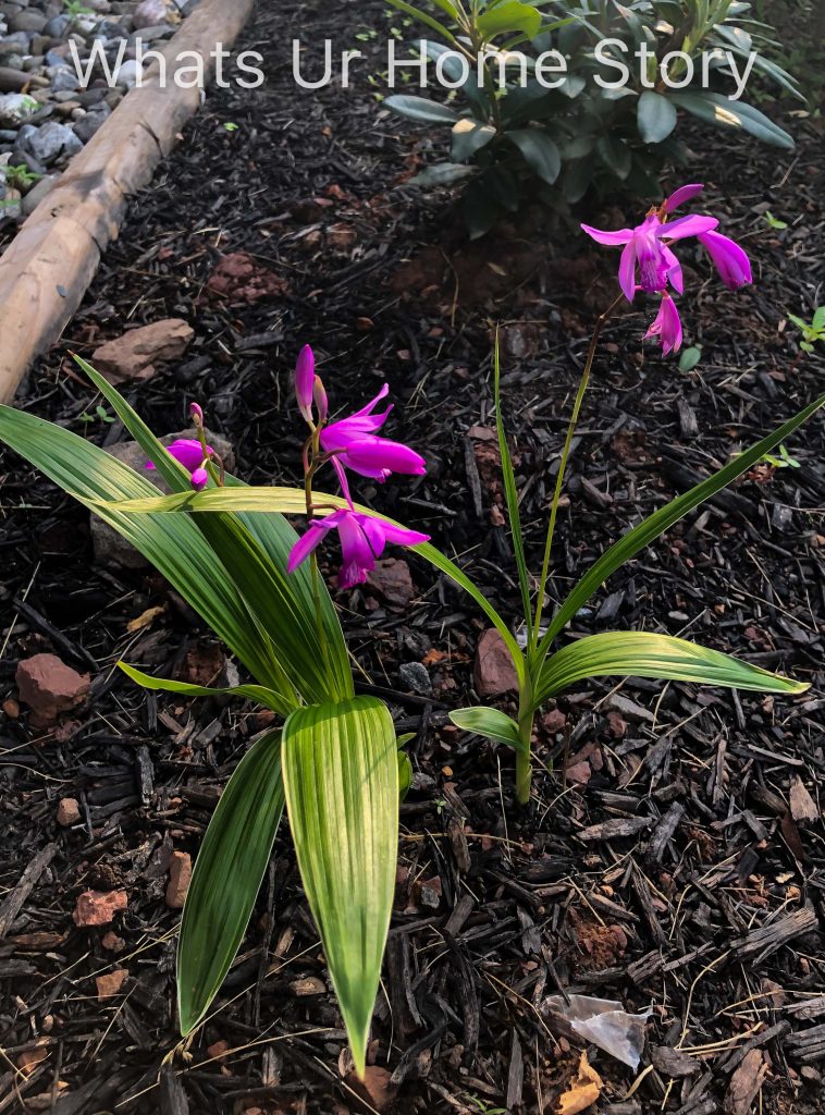 10 Best Perennials for Shade