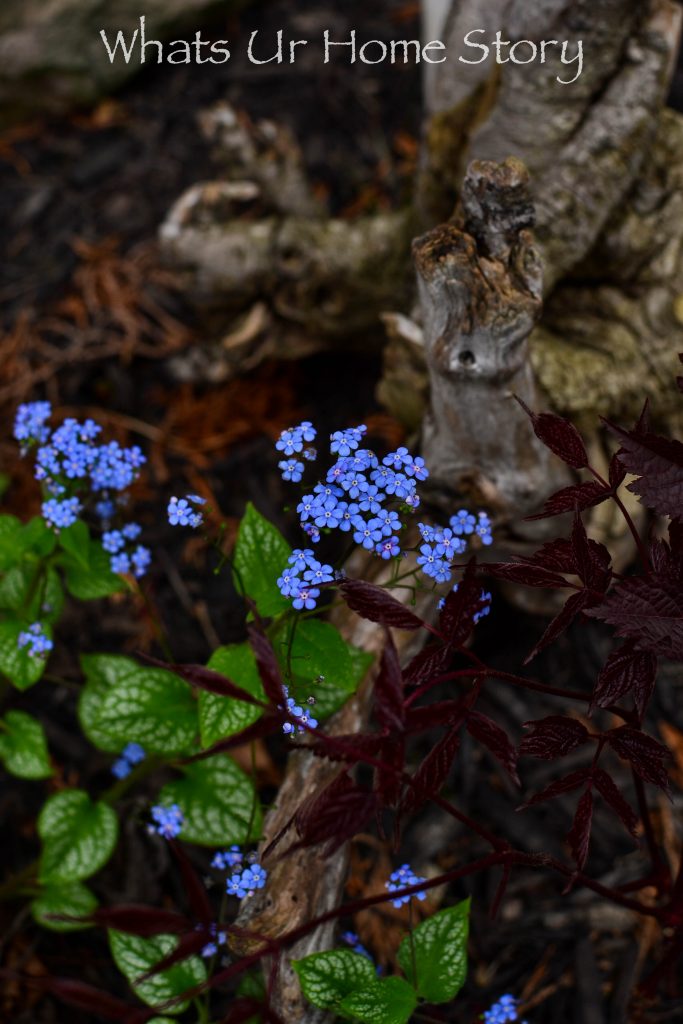 Early Spring Blooming Flowers From My Garden