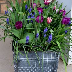 Bulb Lasagna planter with purple tulips and muscari or grape hyacinth in a galvanized tub planter -royal acres tulip from long field gardens