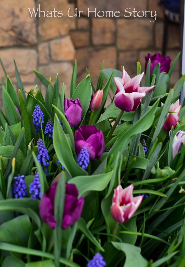 Early Spring Blooming Flowers From My Garden