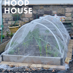 DIY Insect Hoop House