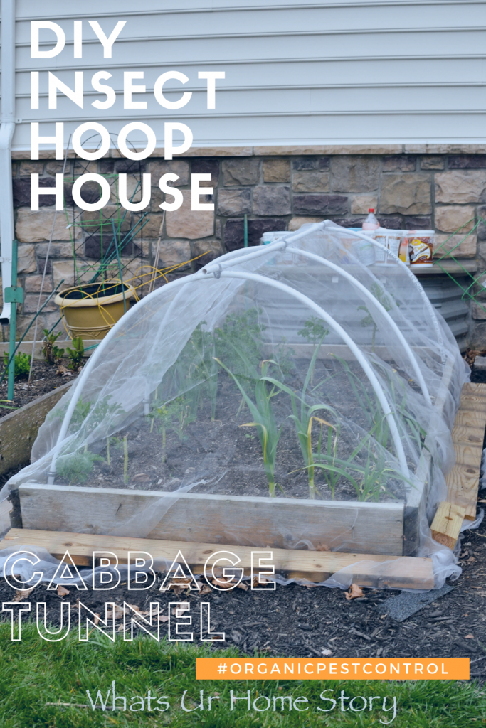 DIY Insect Hoop House or Cabbage Tunnel