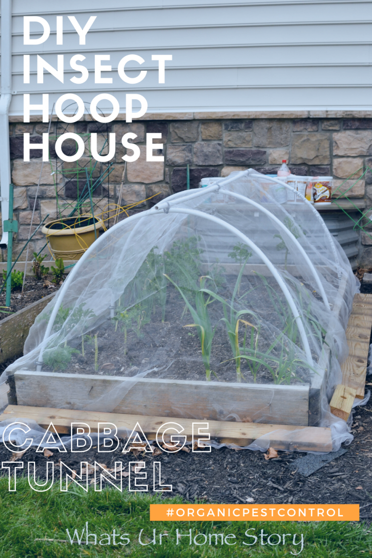 DIY Insect Hoop House or Cabbage Tunnel Whats Ur Home Story