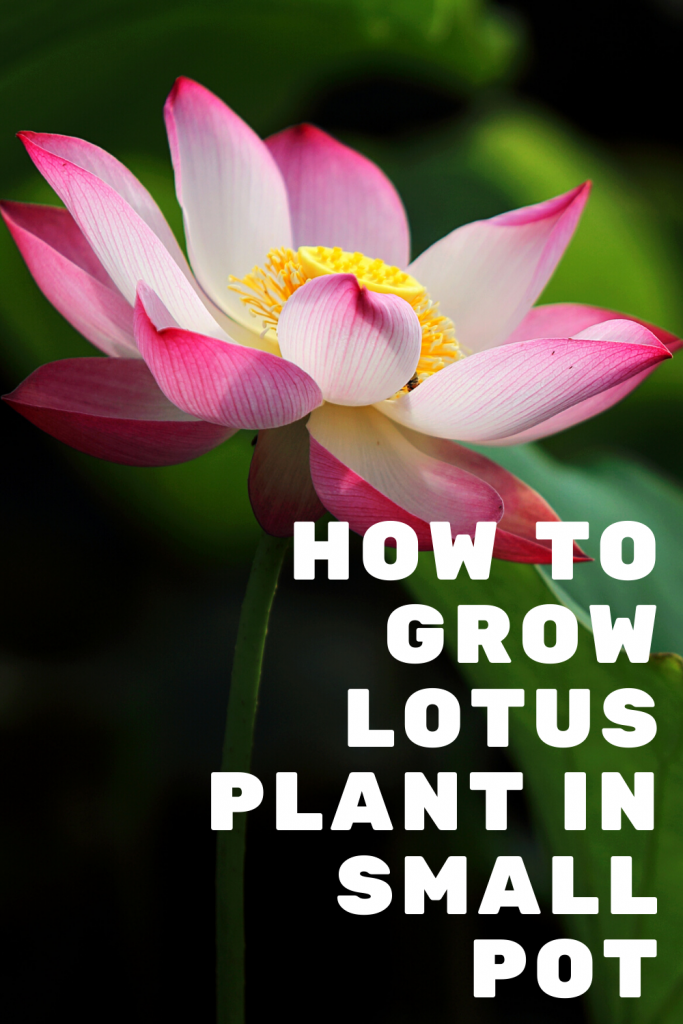 How to Grow a Lotus Plant in a Small Pot