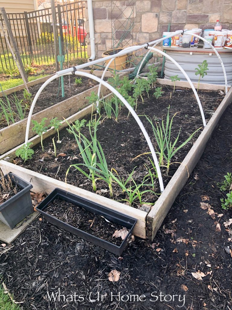 DIY Insect Hoop House or Cabbage Tunnel