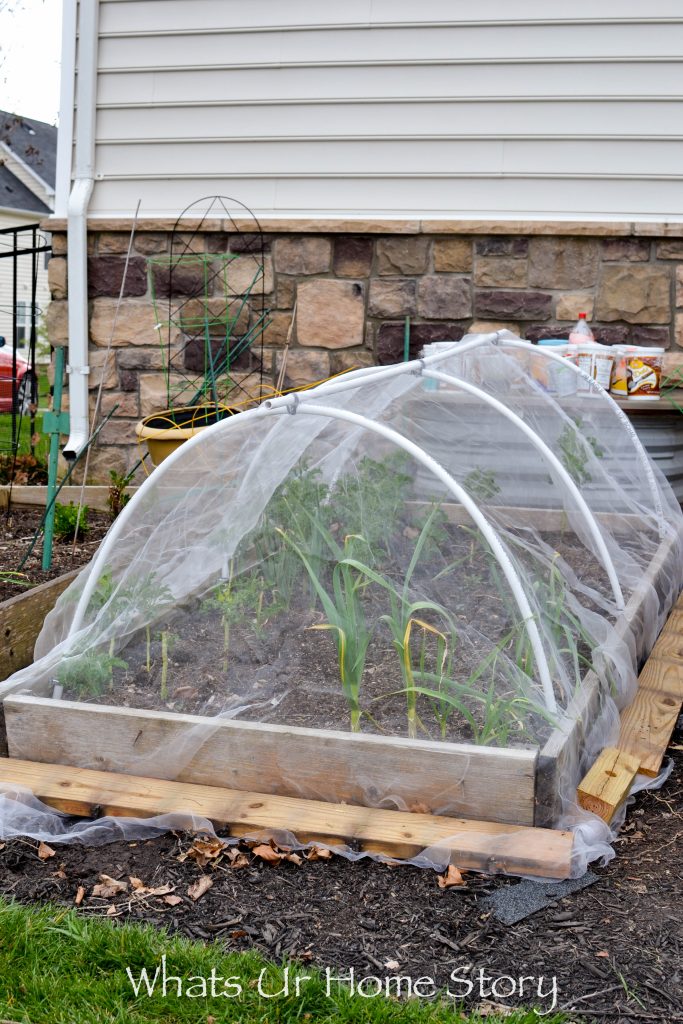 DIY Insect Hoop House or Cabbage Tunnel