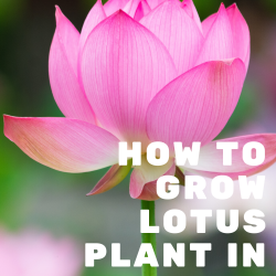 Unboxing and Planting Lotus Tubers from Bergen Water Gardens - How to Grow Lotus Plant in Small Pot