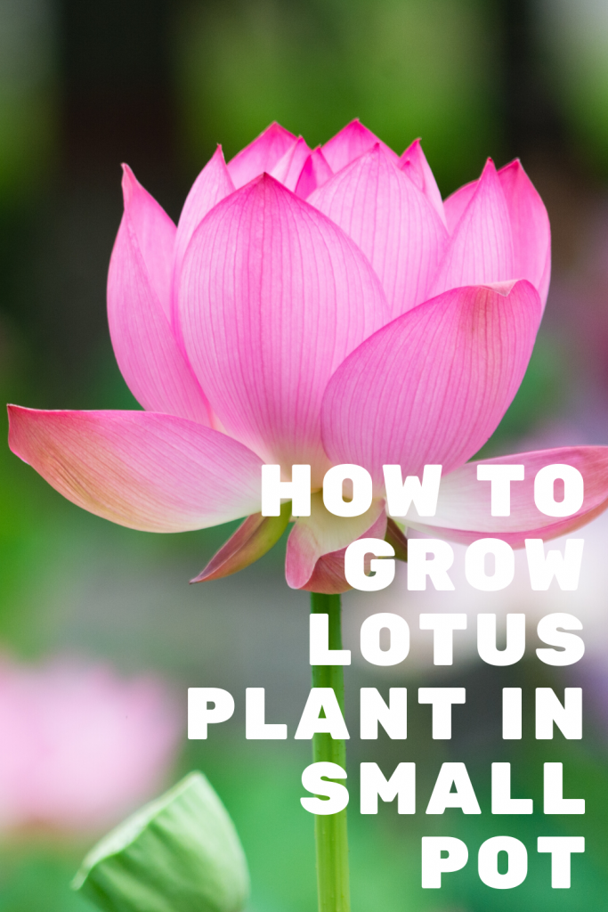 How to Grow a Lotus Plant in a Small Pot