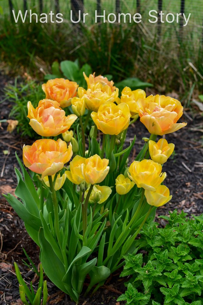 Early Spring Blooming Flowers From My Garden