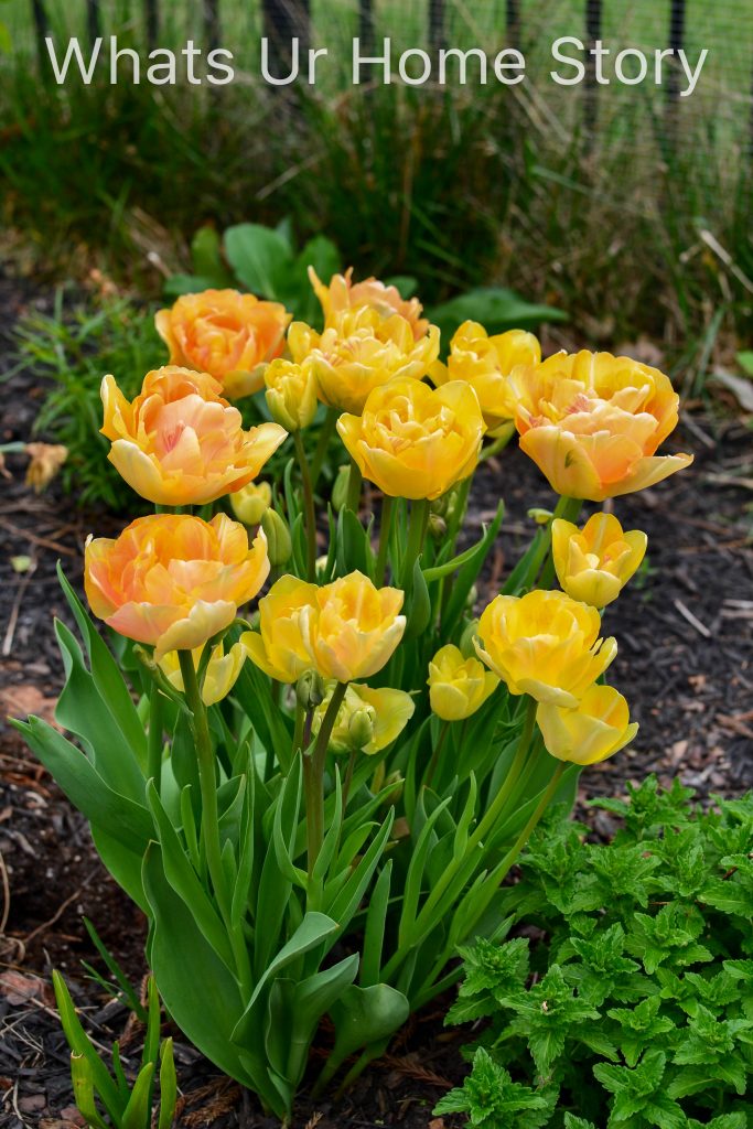 Early Spring Blooming Flowers From My Garden