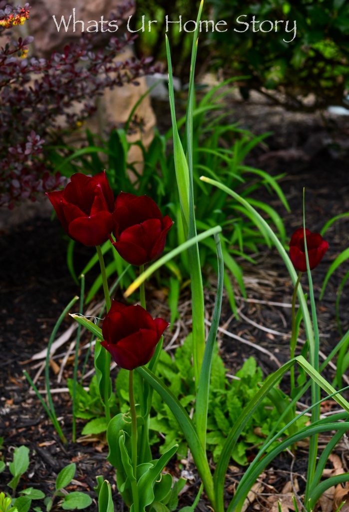 Early Spring Blooming Flowers From My Garden