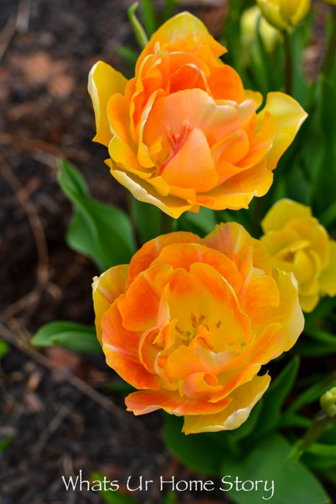 Early Spring Blooming Flowers From My Garden