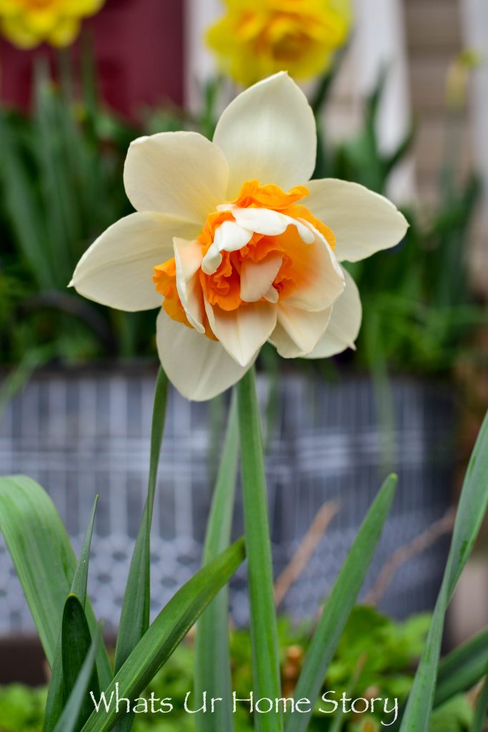 Early Spring Blooming Flowers From My Garden