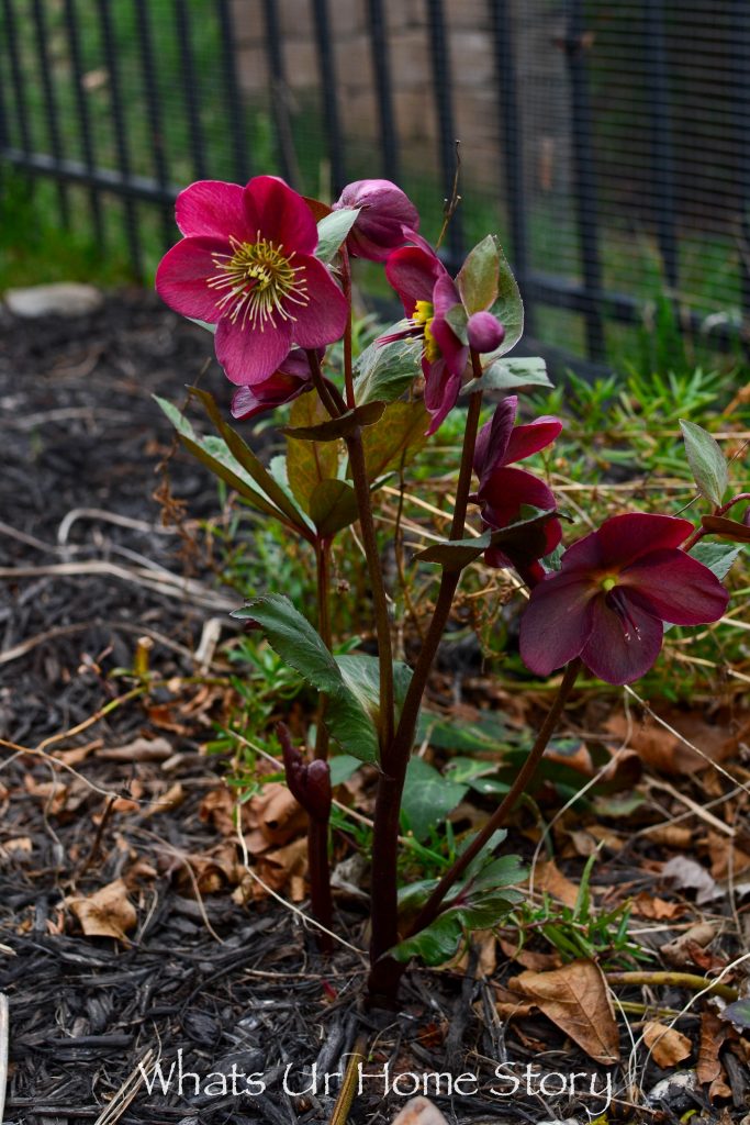 Early Spring Blooming Flowers From My Garden