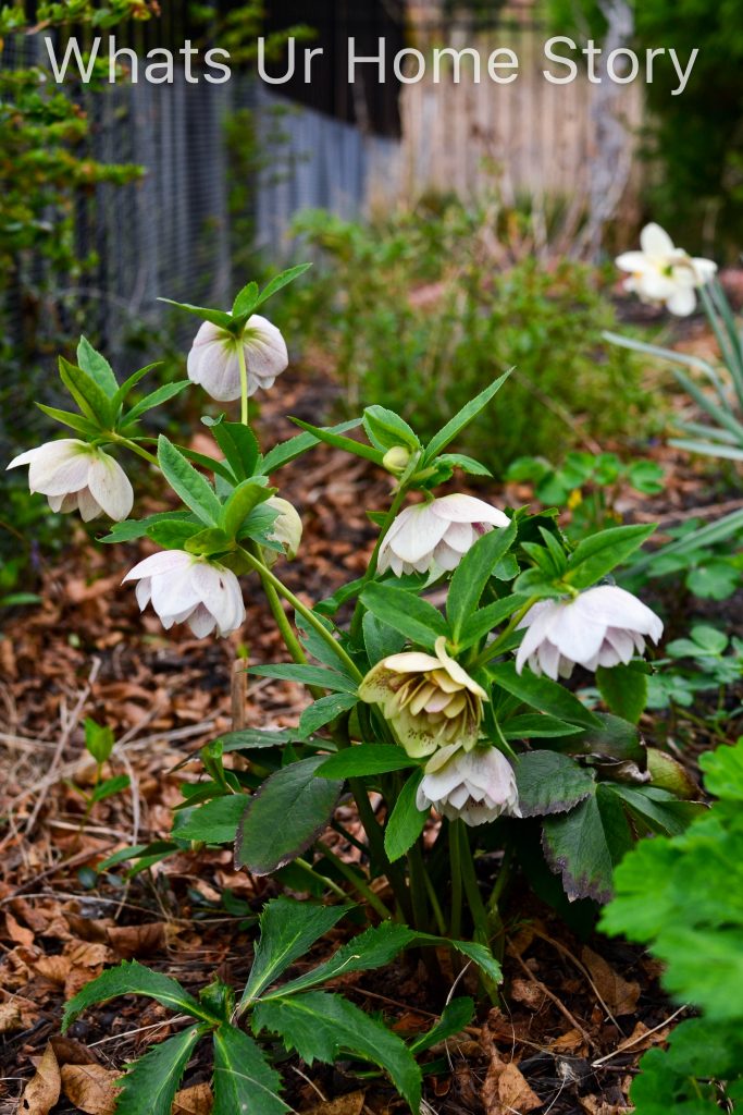 Early Spring Blooming Flowers From My Garden