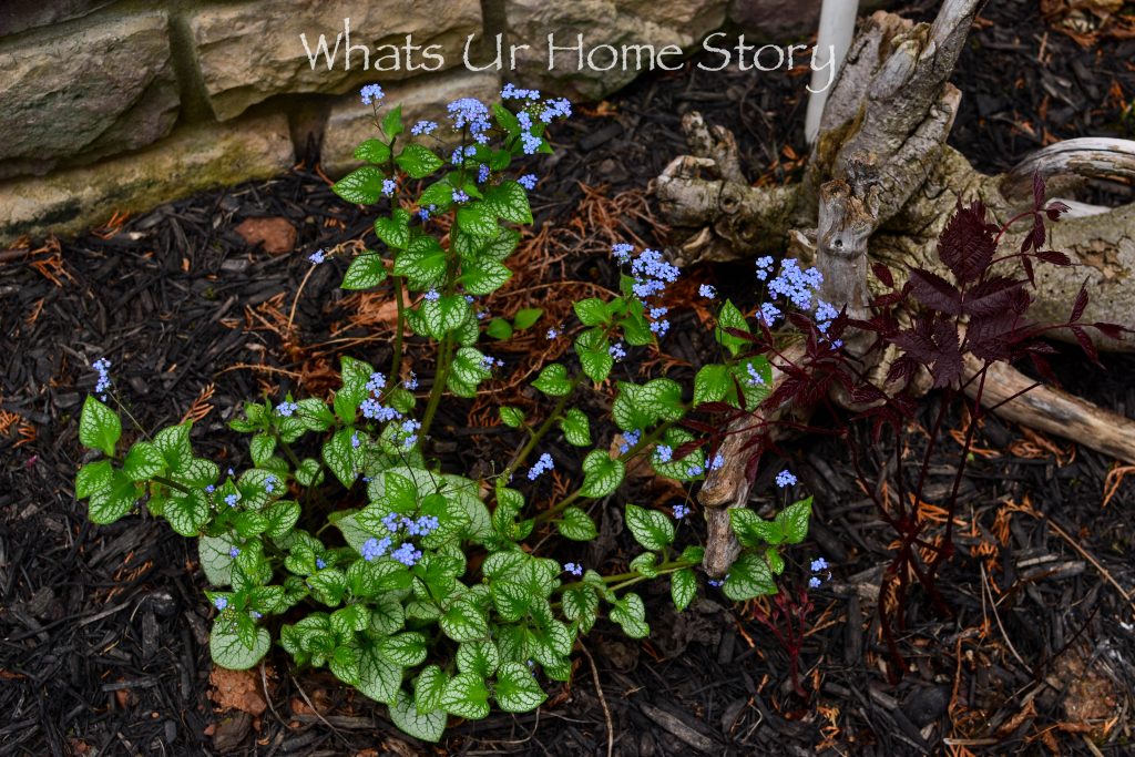 Early Spring Blooming Flowers From My Garden