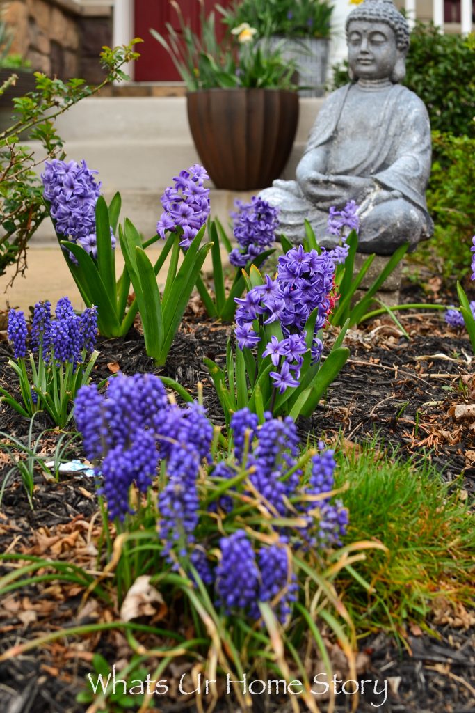 Early Spring Blooming Flowers From My Garden