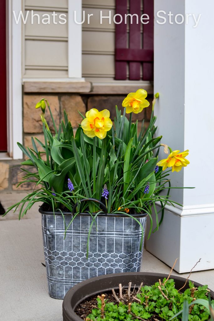 Early Spring Blooming Flowers From My Garden