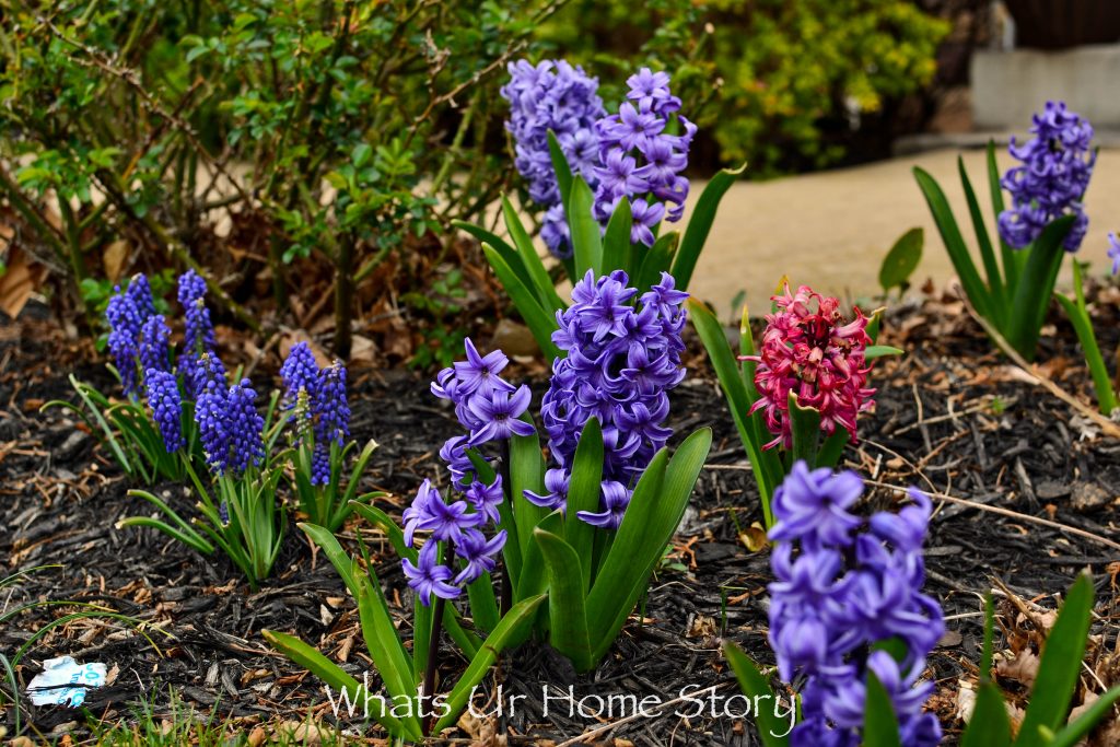 Early Spring Blooming Flowers From My Garden