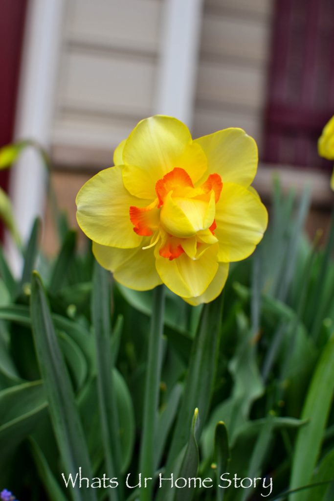 Early Spring Blooming Flowers From My Garden