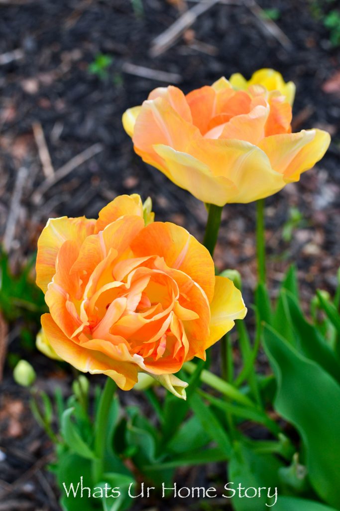 Early Spring Blooming Flowers From My Garden