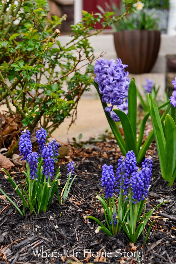 Early Spring Blooming Flowers From My Garden