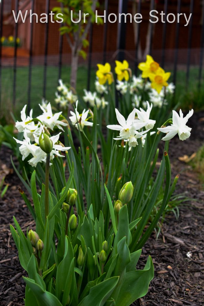 Early Spring Blooming Flowers From My Garden