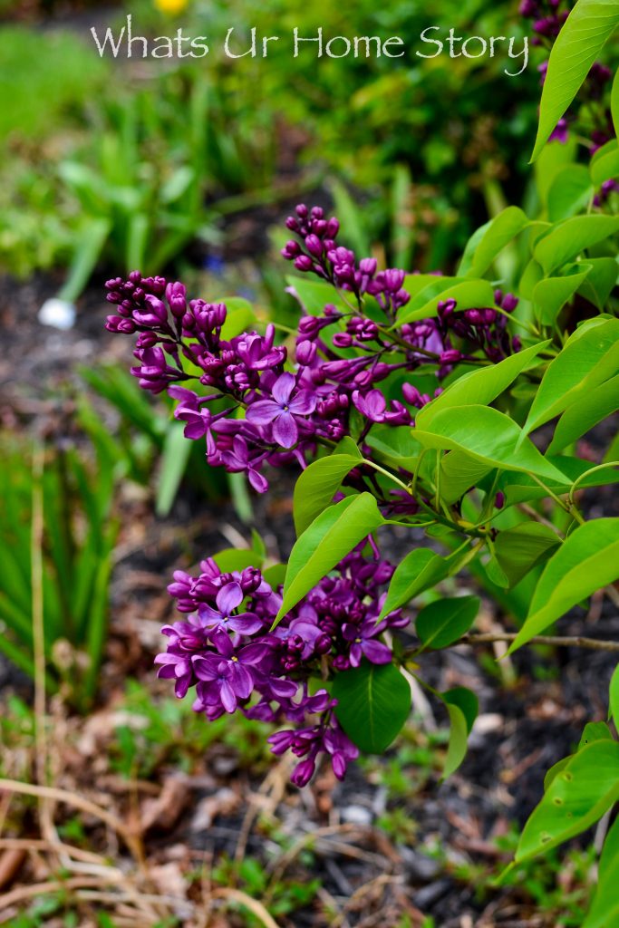 Early Spring Blooming Flowers From My Garden