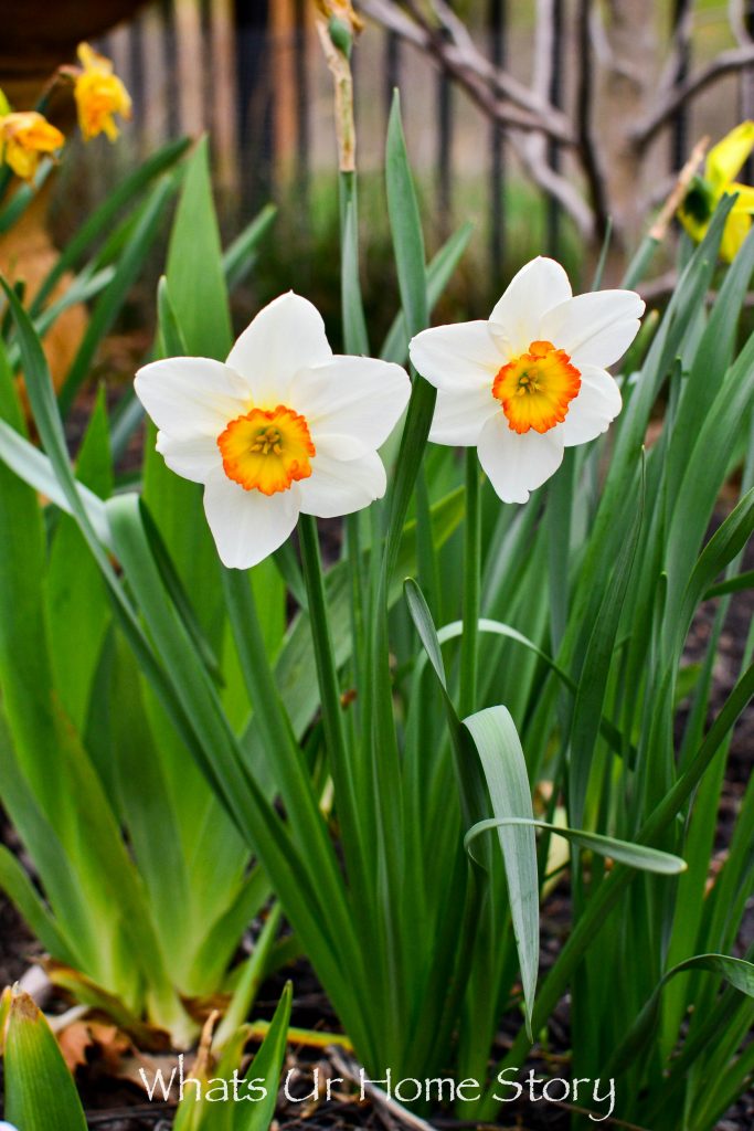 Early Spring Blooming Flowers From My Garden