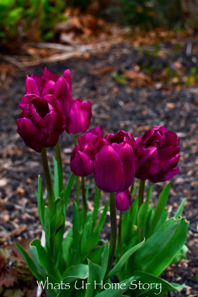 Early Spring Blooming Flowers From My Garden