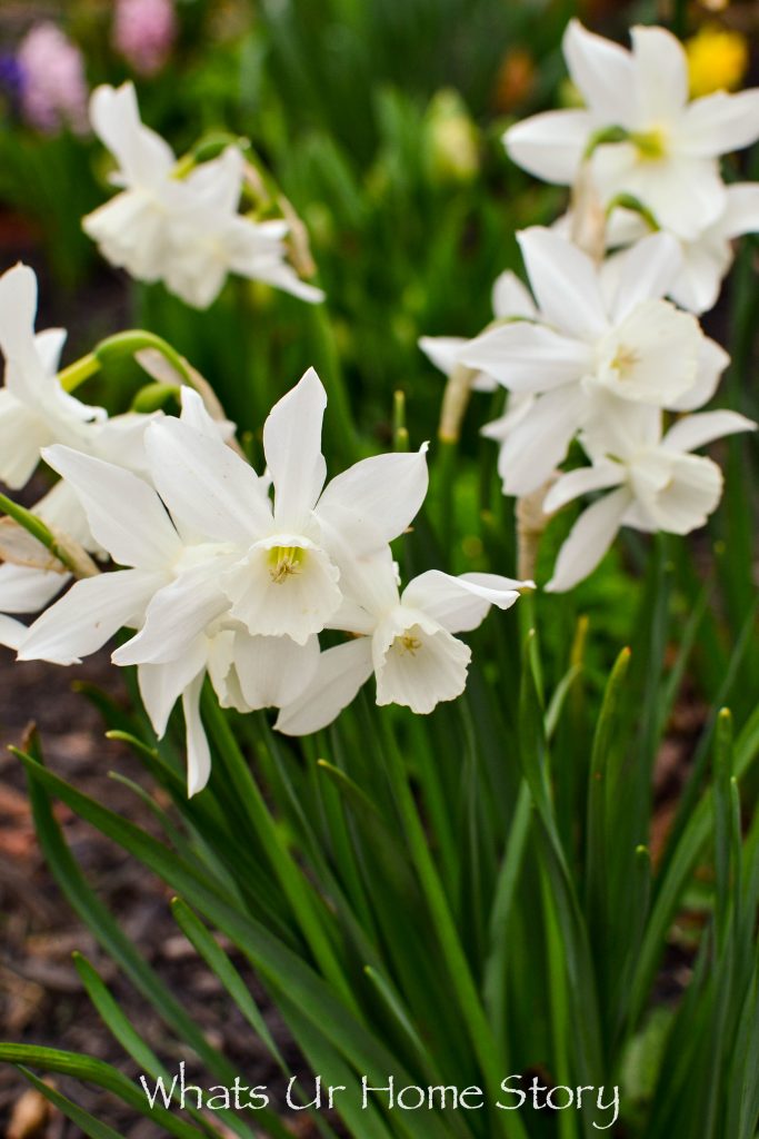 Early Spring Blooming Flowers From My Garden