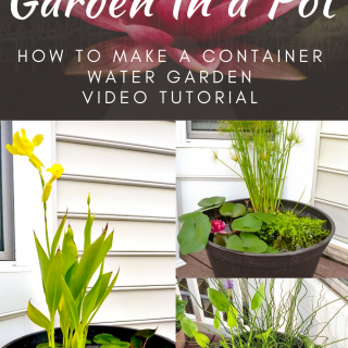 DIY Water Garden In a Pot