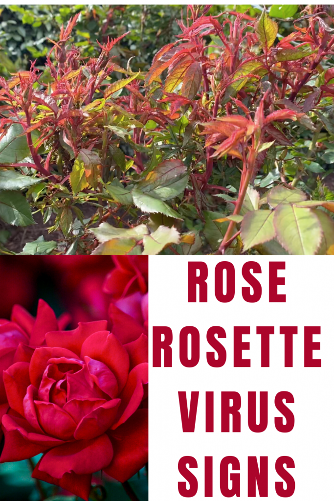 Rose Rosette Disease & Treatment