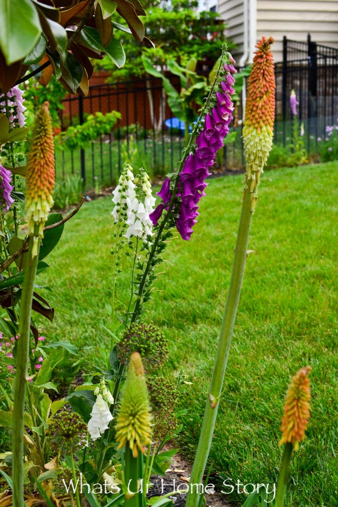 Small Yard Garden Tour May 2020