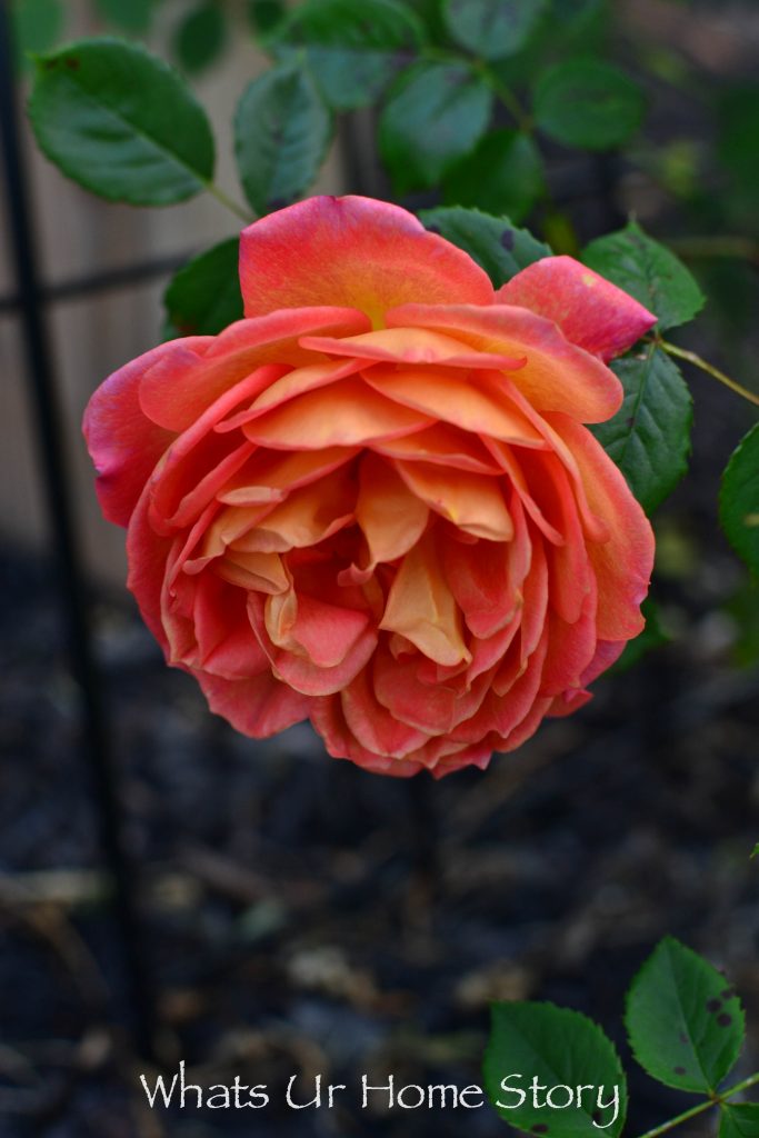 Small Yard Garden Tour May 2020