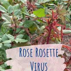 Rose-Rosette-Virus-Treatment-and-Removal