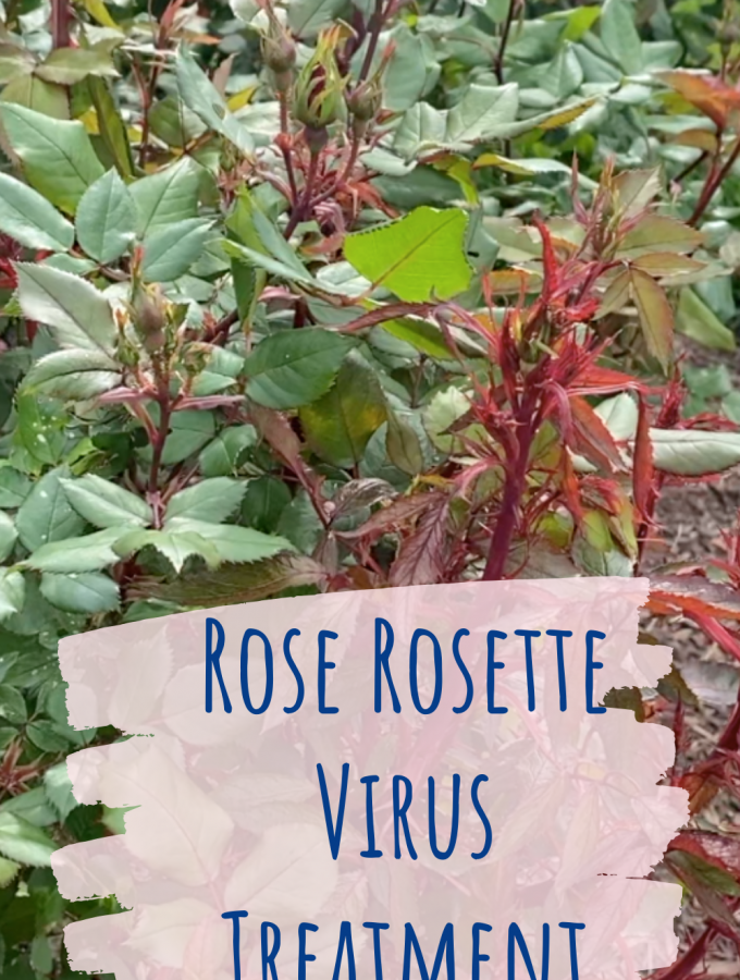 Rose-Rosette-Virus-Treatment-and-Removal
