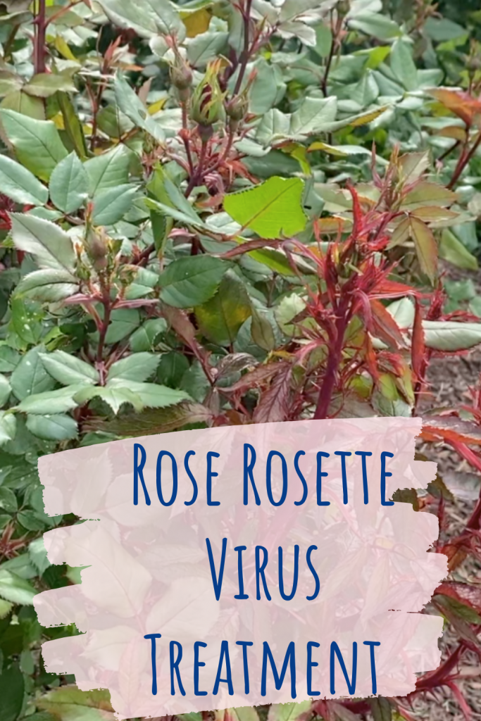 Rose Rosette Disease & Treatment