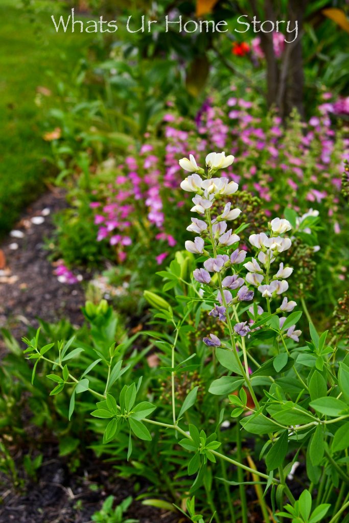 Small Yard Garden Tour   May 2020