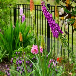long spike-y plants in the cottage garden bed with penstemon, foxgloves, red hot poker, peony, spanish lavender, oriental poppy, allium